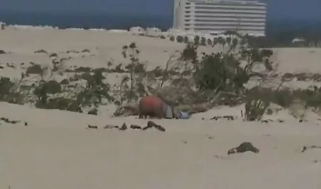 Ébano amigo, colocando um grande falo em uma menina branca na videos adultos de brasileiras webcam